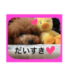 気まぐれトイプードル（個別スタンプ：6）