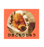 気まぐれトイプードル（個別スタンプ：8）