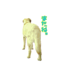 アル＆きなこ 1（個別スタンプ：10）