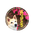 アル＆きなこ 1（個別スタンプ：13）