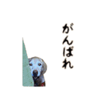 アル＆きなこ 1（個別スタンプ：14）
