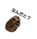 我が家のデブ犬（個別スタンプ：1）