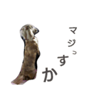 我が家のデブ犬（個別スタンプ：2）