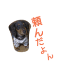 我が家のデブ犬（個別スタンプ：3）