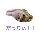 我が家のデブ犬（個別スタンプ：4）