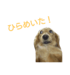 我が家のデブ犬（個別スタンプ：5）