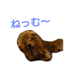 我が家のデブ犬（個別スタンプ：6）