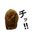 我が家のデブ犬（個別スタンプ：7）