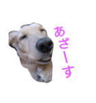 我が家のデブ犬（個別スタンプ：8）
