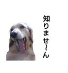 我が家のデブ犬（個別スタンプ：10）