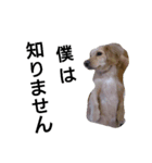 我が家のデブ犬（個別スタンプ：12）