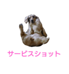 我が家のデブ犬（個別スタンプ：13）