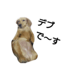 我が家のデブ犬（個別スタンプ：14）