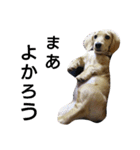 我が家のデブ犬（個別スタンプ：15）