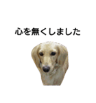 我が家のデブ犬（個別スタンプ：16）