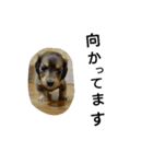 我が家のデブ犬（個別スタンプ：17）