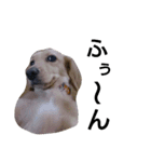 我が家のデブ犬（個別スタンプ：19）