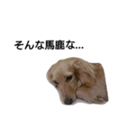我が家のデブ犬（個別スタンプ：20）