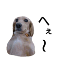 我が家のデブ犬（個別スタンプ：21）