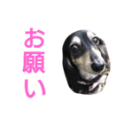 我が家のデブ犬（個別スタンプ：22）