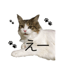 メインクーンのミント（個別スタンプ：3）