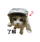 メインクーンのミント（個別スタンプ：5）