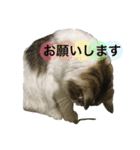 メインクーンのミント（個別スタンプ：6）