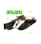 メインクーンのミント（個別スタンプ：7）