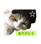 メインクーンのミント（個別スタンプ：9）