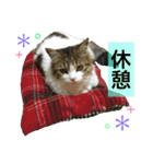 メインクーンのミント（個別スタンプ：10）