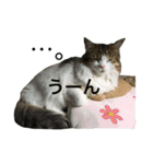メインクーンのミント（個別スタンプ：13）
