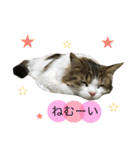 メインクーンのミント（個別スタンプ：14）