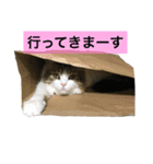 メインクーンのミント（個別スタンプ：15）
