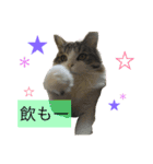 メインクーンのミント（個別スタンプ：16）