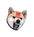 柴犬の寿恵武（個別スタンプ：1）