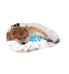 柴犬の寿恵武（個別スタンプ：2）
