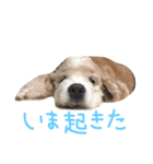 コッカー★チェリオ No.2（個別スタンプ：3）