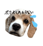 コッカー★チェリオ No.2（個別スタンプ：8）