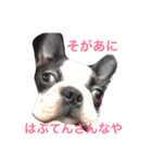 広島弁のボストンテリアじゃけぇ3（個別スタンプ：2）