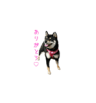 柴犬まりも＆つくし+わさび（個別スタンプ：7）