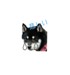 柴犬まりも＆つくし+わさび（個別スタンプ：11）