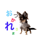 エマたん（個別スタンプ：12）
