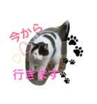 たまちゃんの毎日（個別スタンプ：5）
