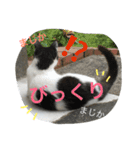 たまちゃんの毎日（個別スタンプ：6）