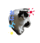 たまちゃんの毎日（個別スタンプ：8）