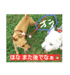 片耳立ち犬 salang第3段（個別スタンプ：14）