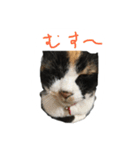 P-stamp 第2弾（個別スタンプ：12）