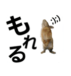 うさぎのこももちゃーん その1（個別スタンプ：6）