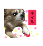 仲良しチワワズ♡（個別スタンプ：16）