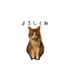 はるときば(猫)（個別スタンプ：1）